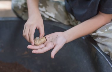 Portakal böceği larvası tutan bir el resmi. (larvaya odaklan)