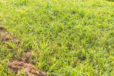 arkaplan kullanımı için sabah saatinde yeşil çimen alanının görüntüsü