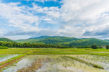 Pilav tarlasında güneşli güzel bir gün. Gökyüzü ve dağ, Doi Suthep Chiang Mai, Tayland 'da..