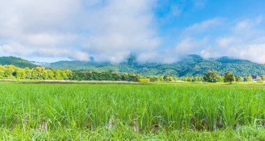 Pilav tarlasında güneşli güzel bir gün. Gökyüzü ve dağ, Doi Suthep Chiang Mai, Tayland 'da..