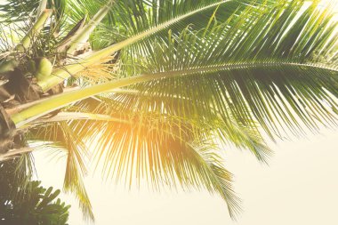 Hindistan cevizi ağacının gündüz görüntüsü ve açık mavi gökyüzü.