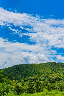 Tropikal yeşil orman ve bulutlu gökyüzü zamanı.