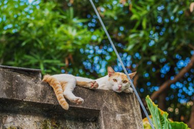 Sarı çizgili kedi çitin üzerinde yatıyor..