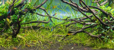 İçinde çeşitli su bitkilerinin bulunduğu akvaryum tankının görüntüsü..