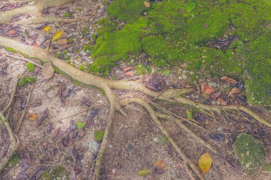 Arkaplan için gündüz vakti yıldız yosunlu orman zemininin klasik ton görüntüsü..