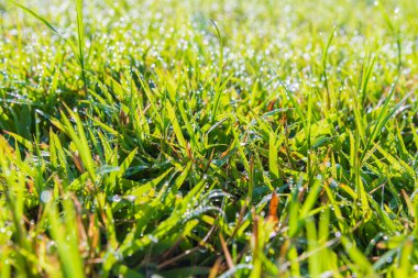 arkaplan kullanımı için sabah saatinde yeşil çimen alanının görüntüsü