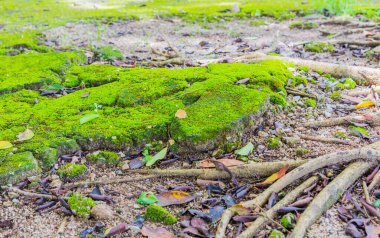 Orman zemin dokusu görüntüsü arkaplan için gündüz vakti yıldız yosunu ile kaplıdır.