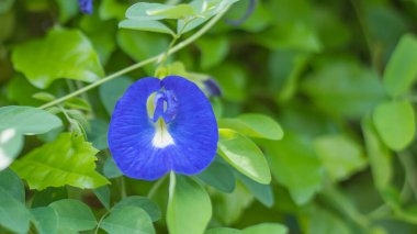 Gün içinde bahçede kelebek çiçeği..