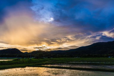 Pilav tarlasında güneşli bir günün panorama görüntüsü gökyüzü ve arka planda dağ Doi Suthep Chiang Mai, Tayland.