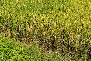 Arkaplan için pirinç tarlasının gündüz görüntüsü .