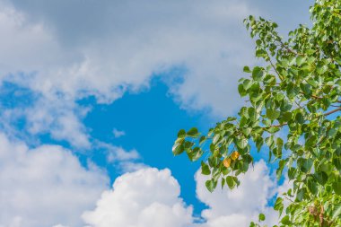 Mavi gökyüzü ile Bodhi Ağacı 'nın genç yaprağının klasik ton görüntüsü.