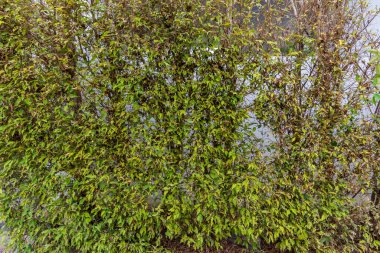 Küçük solucanların yediği yaprak üzerindeki deliğin görüntüsü..