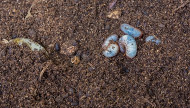 Yerde gergedan böcek larvası resmi var. .