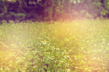 Gündüz vakti vahşi papatya .