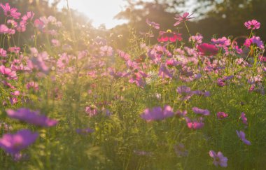 Arka plan kullanımı için Mor Kozmos Grubu 'nun görüntüsü.
