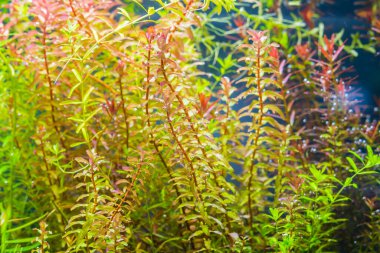 Rotala Macranda ve içinde çeşitli su bitkileri bulunan akvaryum tankının görüntüsünü kapat.