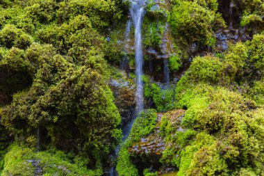 Şelale günü, arka plan için kayanın üzerindeki yosunların uzun pozu..