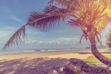 Hindistan cevizi ağacı ve mavi denizin klasik ton görüntüsü ve arka planda bulutlu gökyüzü.