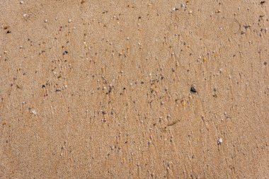 Kumsalda gündüz vakti kabuklu deniz hayvanlarını yakından çek..