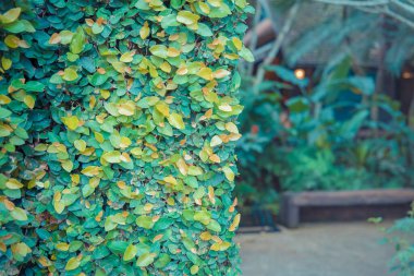 Arkaplan kullanımı için Yaprak duvarının klasik ton görüntüsü.