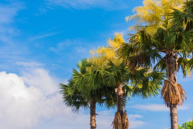 Gündüz vakti hayran palmiyesi resmi.