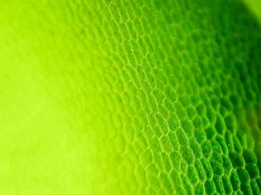 Yeşil su bitkisi hücrelerinin mikroskop altında yakın plan görüntüsü.