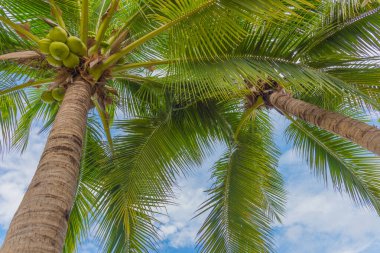 Hindistan cevizi ağacının gündüz görüntüsü ve açık mavi gökyüzü.