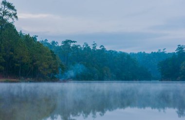 Sabah vakti göl ve çam ormanı.