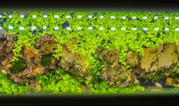 Nahaufnahme Eines Süßwasser Aquariums Mit Einer Vielzahl Von Wasserpflanzen Aquarium — Stockfoto