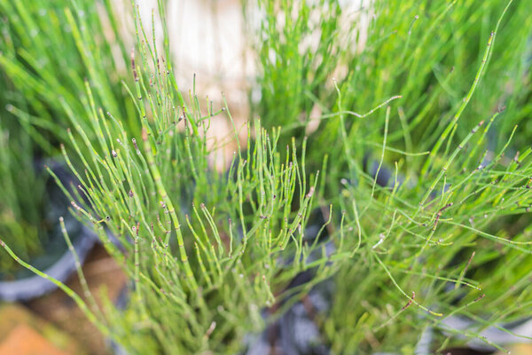 close up image of Equisetum hyemale fern day time.