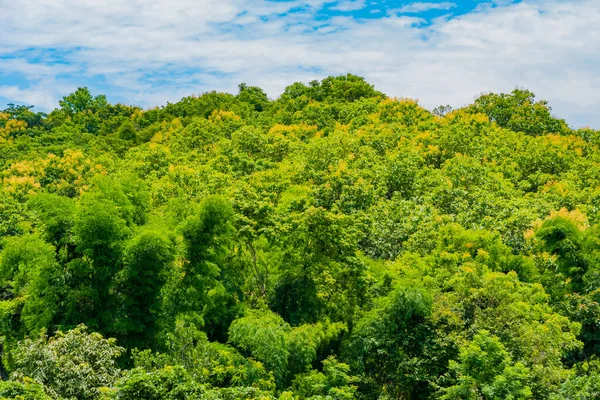 Foresta Verde Tropicale Cielo Nuvoloso Giorno — Foto Stock
