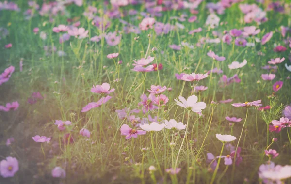 Vintage Tone Image Group Purple Cosmos Flower Field Background Use — Stock Fotó