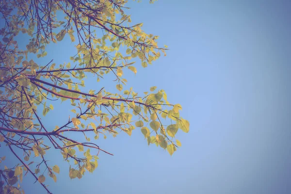 Immagine Tono Vintage Giovane Foglia Bodhi Albero Con Cielo Limpido — Foto Stock