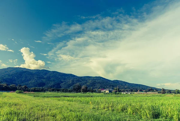 Vintage Tone Image Beauty Sunny Day Rice Field Sky Mountain — Stock Photo, Image