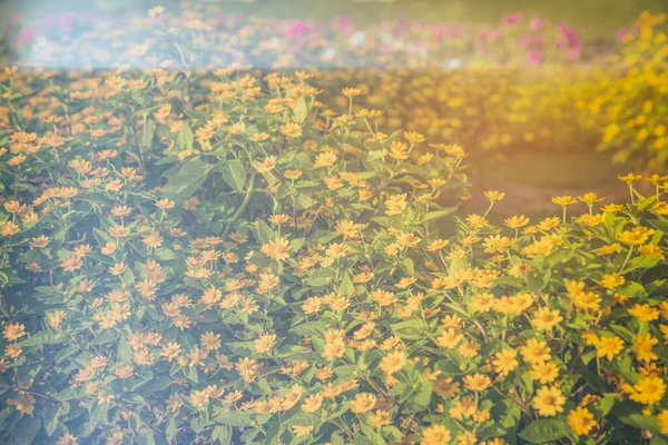 Bild Der Kleinen Gelben Sternblume Melampodium Divaricatum Garten — Stockfoto