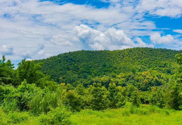 Tropický Zelený Les Zatažená Obloha Denní Čas — Stock fotografie