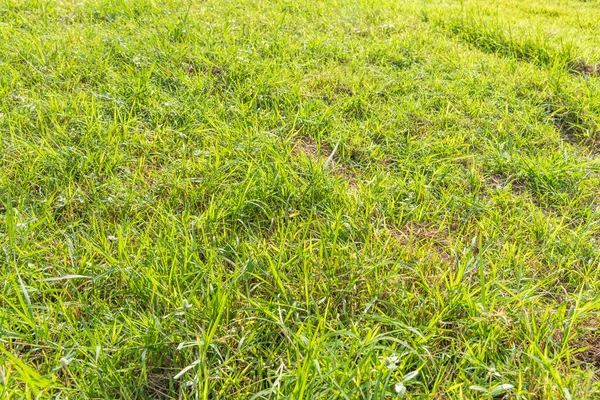 Image Green Grass Field Morning Time Background Usage — Stock Photo, Image
