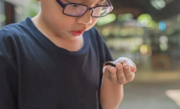 Cute Young Asian Boy Holding Black Orange Worm Caterpillar — Stock Photo, Image