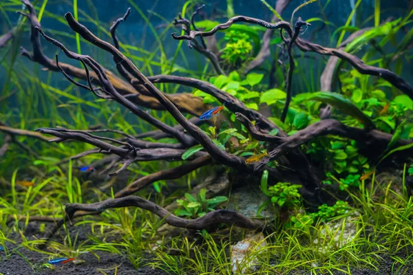 Bild Des Aquarienbeckens Mit Einer Vielzahl Von Wasserpflanzen Inneren Nach — Stockfoto