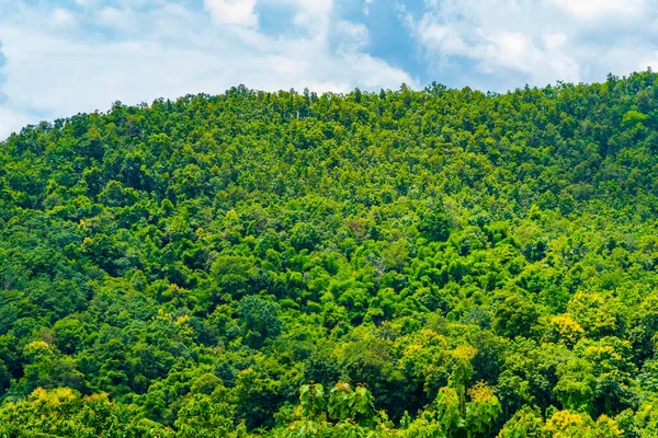 Bosque Verde Tropical Cielo Nublado Durante Día — Foto de Stock