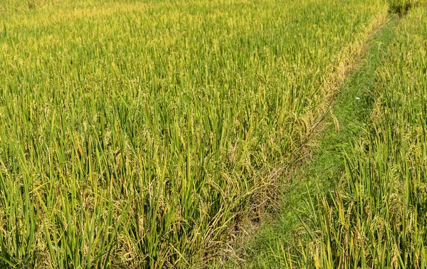 Image Rice Field Day Time Background — Stock Photo, Image