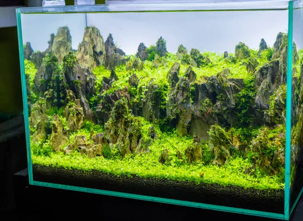 Imagen Cerca Del Tanque Acuario Con Una Variedad Plantas Acuáticas —  Fotos de Stock