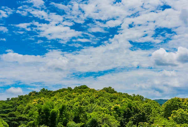 Tropical Green Forest Cloudy Sky Day Time — Stock Photo, Image