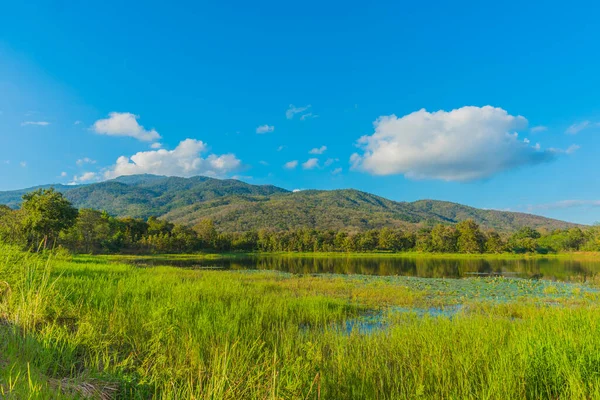 池塘中的荷花和背景中的山的图片 — 图库照片