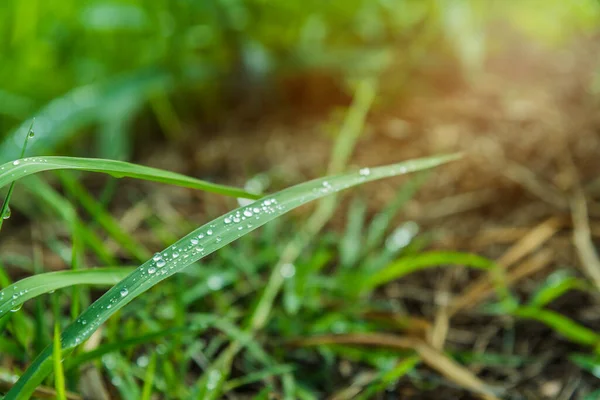 ヴィンテージトーン朝の時間帯に露が降る草原のイメージ — ストック写真