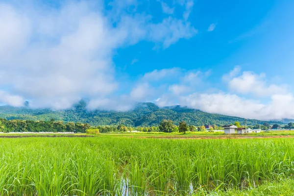 Imagem Beleza Dia Ensolarado Campo Arroz Com Céu Montanha Fundo — Fotografia de Stock