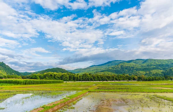 Imagen Belleza Día Soleado Campo Arroz Con Cielo Montaña Fondo —  Fotos de Stock