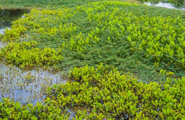 Image Water Hyacinth Water Mimosa Floating Water Day Time — Stock Photo, Image