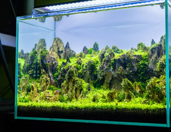 Image Rapprochée Réservoir Aquarium Avec Une Variété Plantes Aquatiques Intérieur — Photo