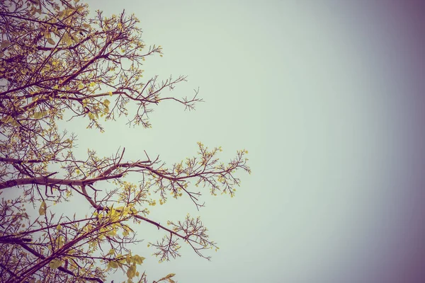 Immagine Tono Vintage Giovane Foglia Bodhi Albero Con Cielo Limpido — Foto Stock